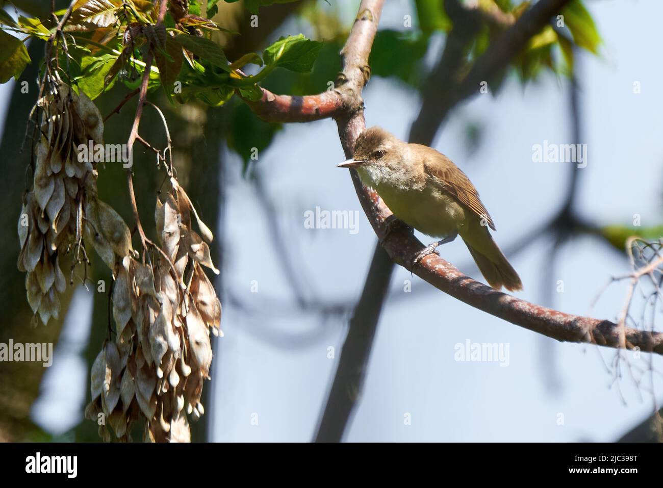 Großer Rohrsänger, der auf einem Ast sitzt (Acrocephalus arundinaceus) Stockfoto