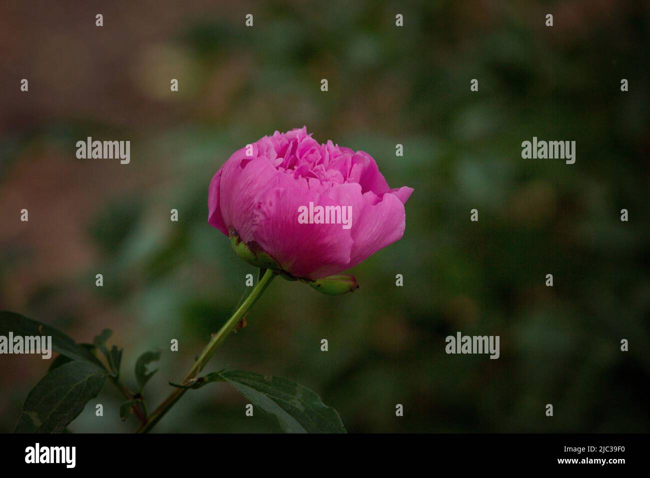 Eine Blütenknospe aus Pfingstrosen, die noch nicht blüht. Eine Pfingstrose auf einem Busch wird von Sonnenlicht beleuchtet. Blumenhintergrund. Selektiver Fokus Stockfoto