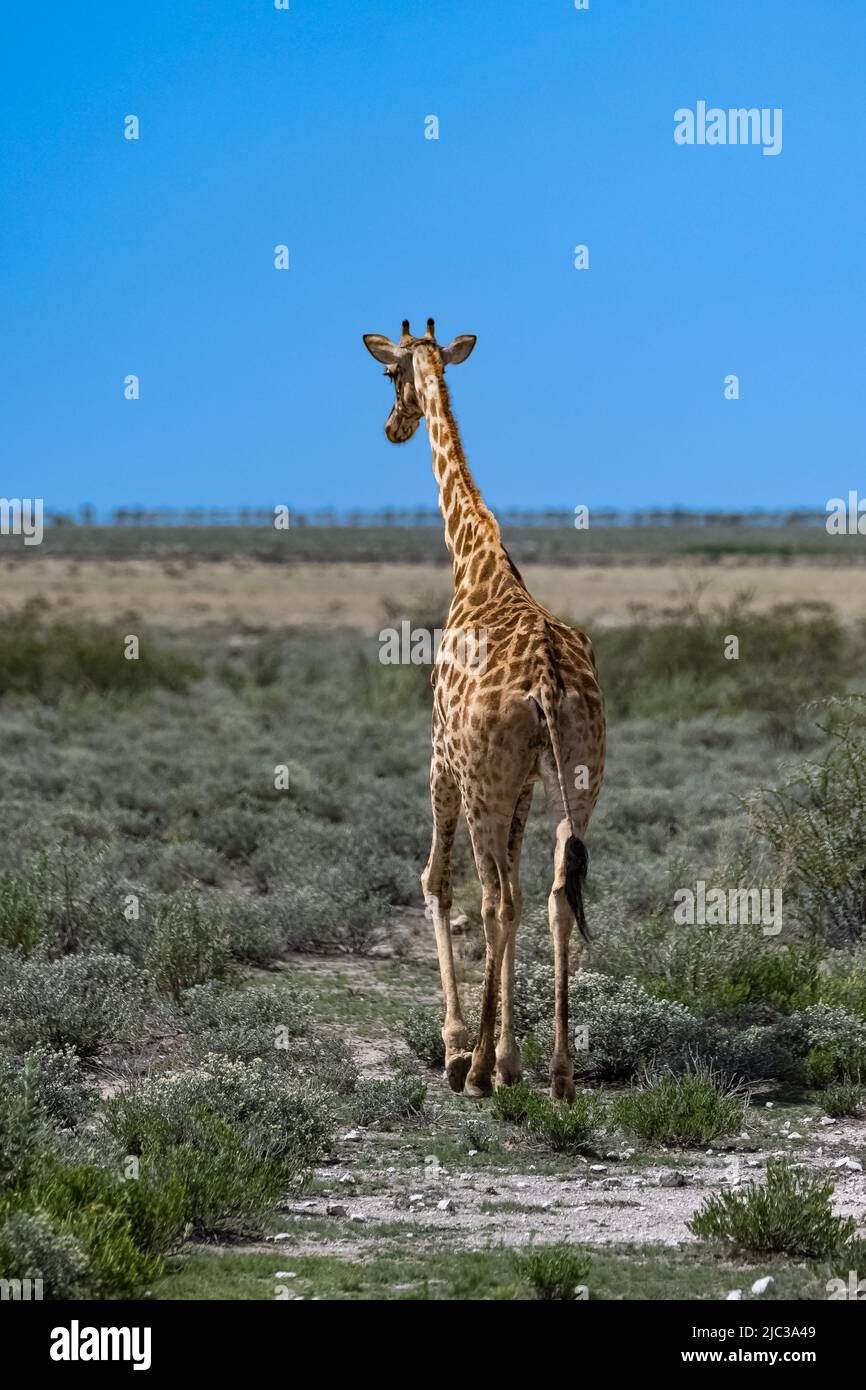 Eine Giraffe, die im Busch in Namibia unterwegs ist Stockfoto