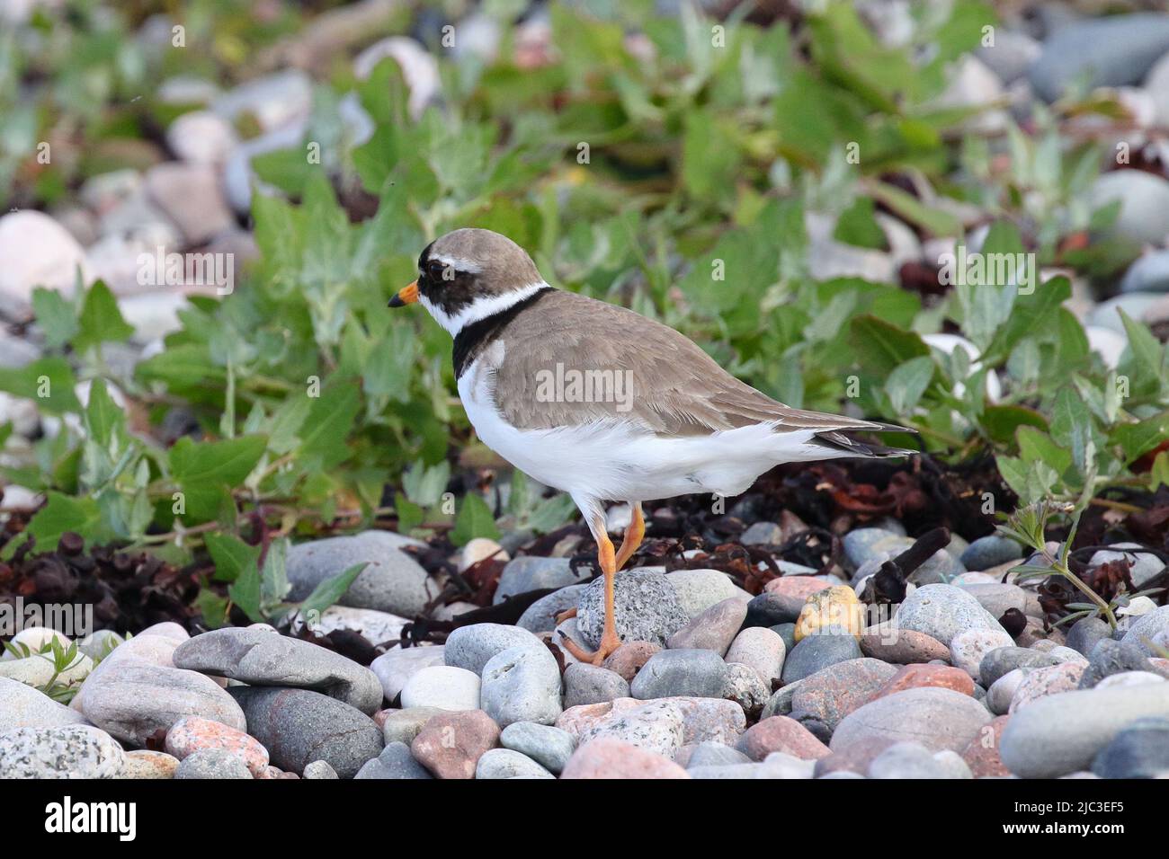 Ringelpfeifer, Charadrius hiaticula, am Strand von Benderloch, einem Dorf in Argyll und Bute, Schottland. Stockfoto