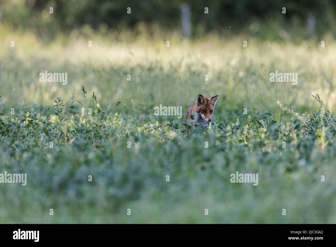 Beobachten eines Rotfuchses bei der Jagd auf einer Wiese mit wilden Blumen an einem Spätsommerabend. Stockfoto