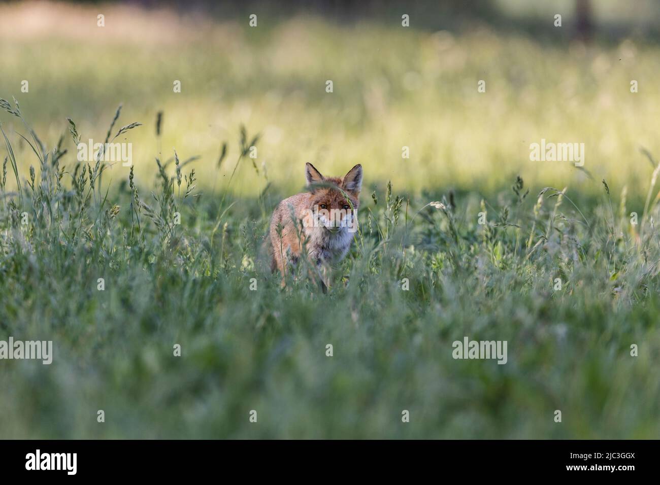 Beobachten eines Rotfuchses bei der Jagd auf einer Wiese mit wilden Blumen an einem Spätsommerabend. Stockfoto