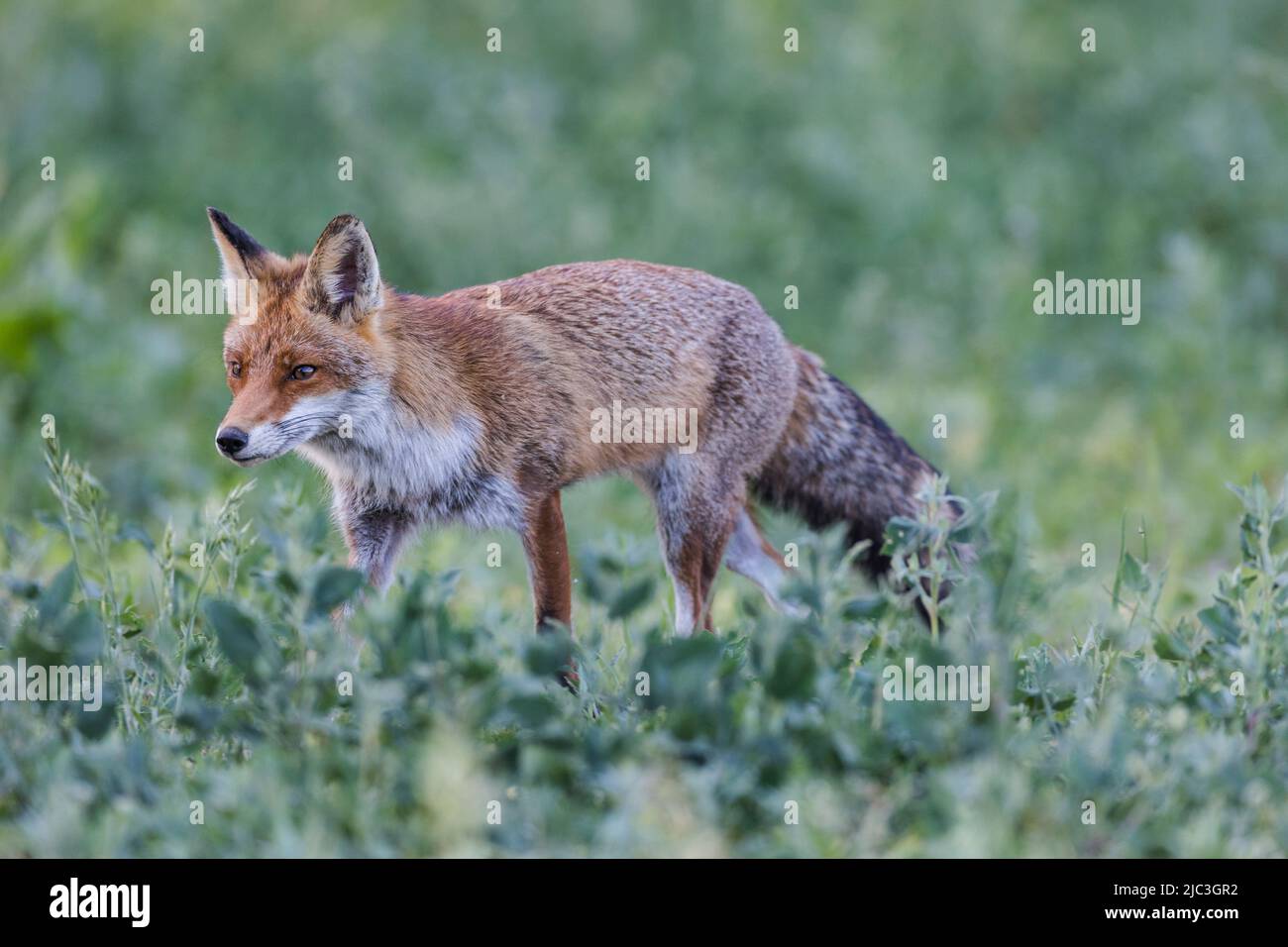 Beobachten eines Rotfuchses bei der Jagd auf einer Wiese mit wilden Blumen an einem Spätsommerabend. Stockfoto