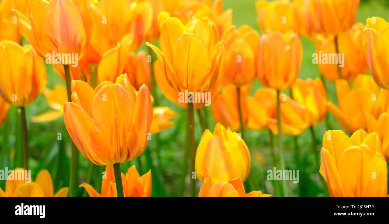 Heller natürlicher Hintergrund für Ihre Projekte aus leuchtend orangefarbenen Tulpenblüten vor dem Hintergrund von grünem Gras. Stockfoto