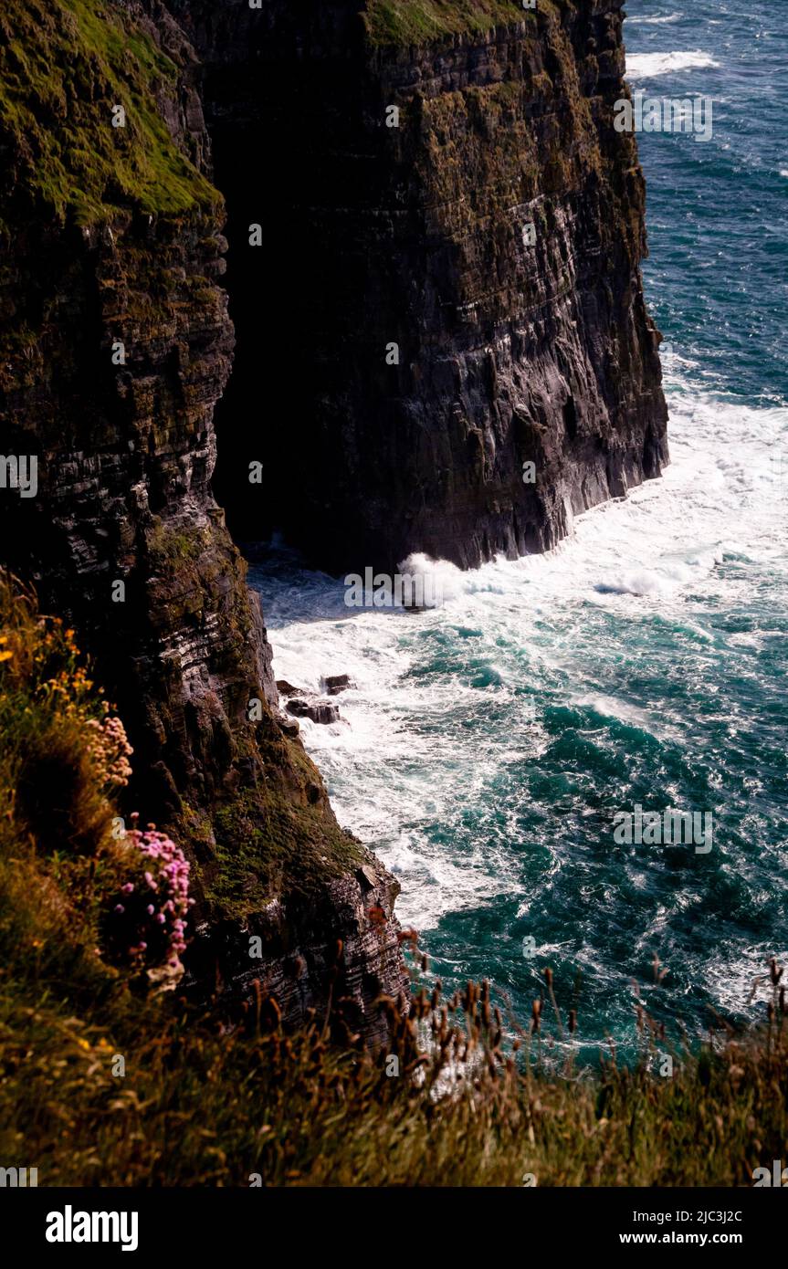 Sea Pink Thrift Wildblumen hängen an den Klippen des Ozeans, die die berühmten Cliffs of Moher im Südwesten Irlands sind. Stockfoto