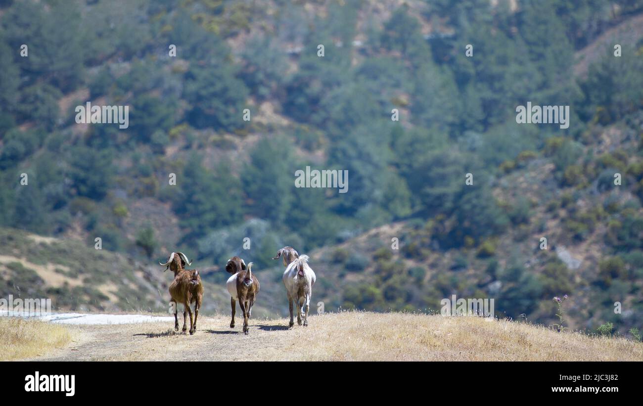 Frei herumlaufende Tiere. Drei Hausziegen gehen weg von der Kamera in der bergigen Gegend von Zypern Stockfoto