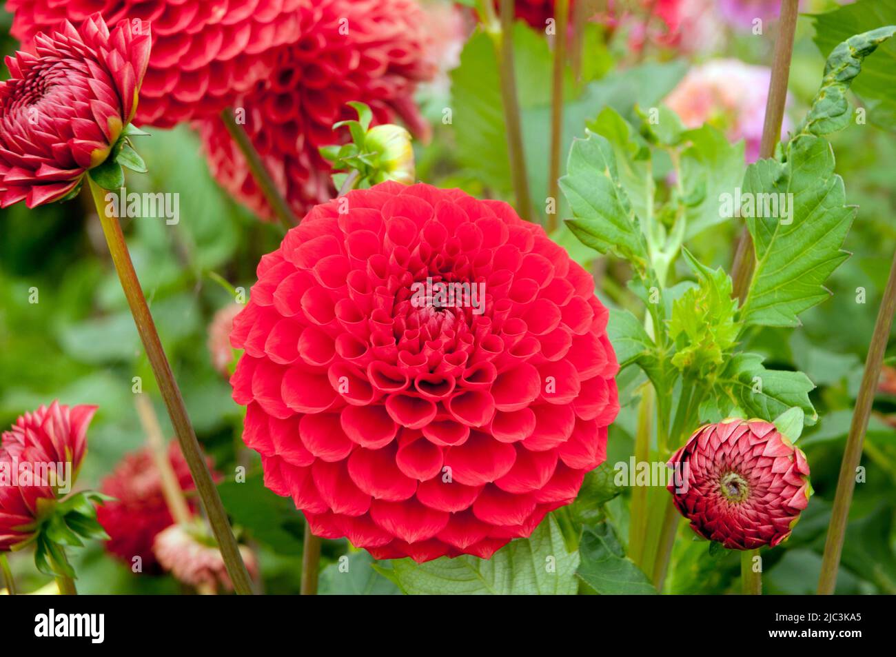 Nahaufnahme von Dahlia Karenglen / Karen Glen eine orange-rote, miniture dekorative Dahlie, die eine halbwinterharte, frostweiche Laub-Staude ist Stockfoto