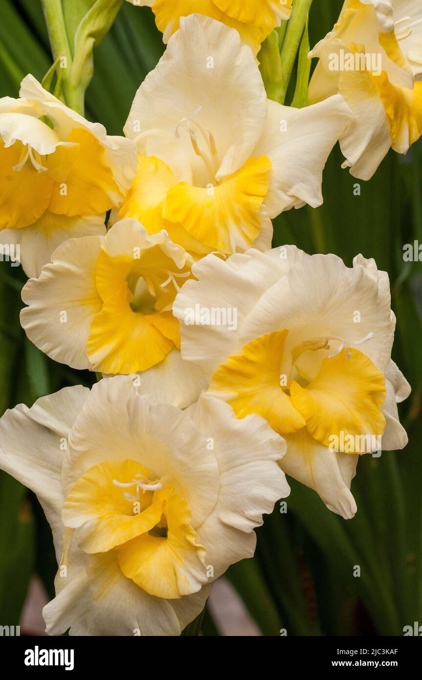 Nahaufnahme von großen cremeweißen und gelben Blüten von Gladioli / Gladiolus Buggy eine Sommer blühende kormous Staude, die halb winterhart ist Stockfoto