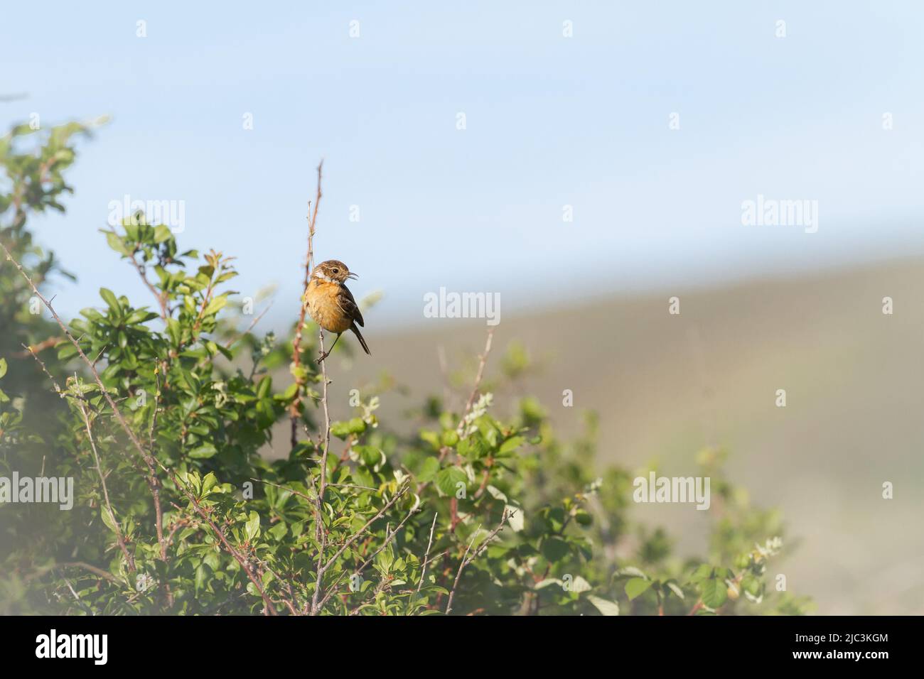 Ein männlicher Steinechat (Saxicola rubicola) steht in einem Bramble-Stamm in der Nähe von Porlock March, West Somerset Stockfoto