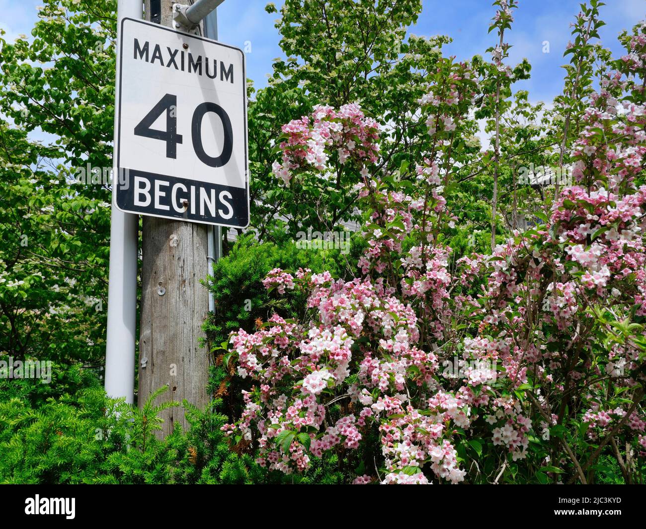 Verkehrsgeschwindigkeitsbegrenzungsschild, umgeben von einem wunderschönen blühenden Baum Stockfoto