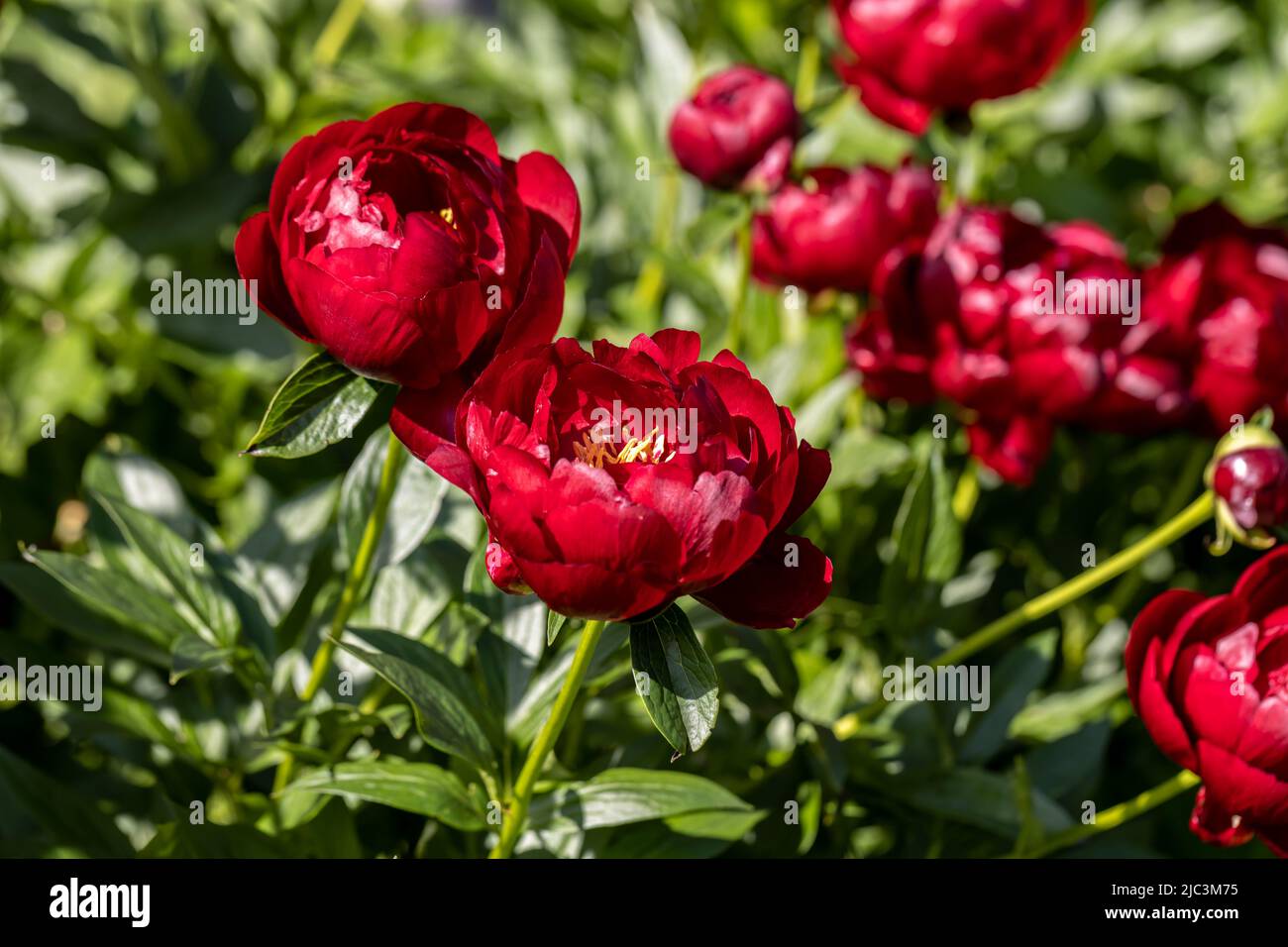 Paeonia Buckeye Belle blüht im Garten. Paeonia lactiflora Chinesische Pfingstrose oder gemeinsame GartenPfingstrose Stockfoto