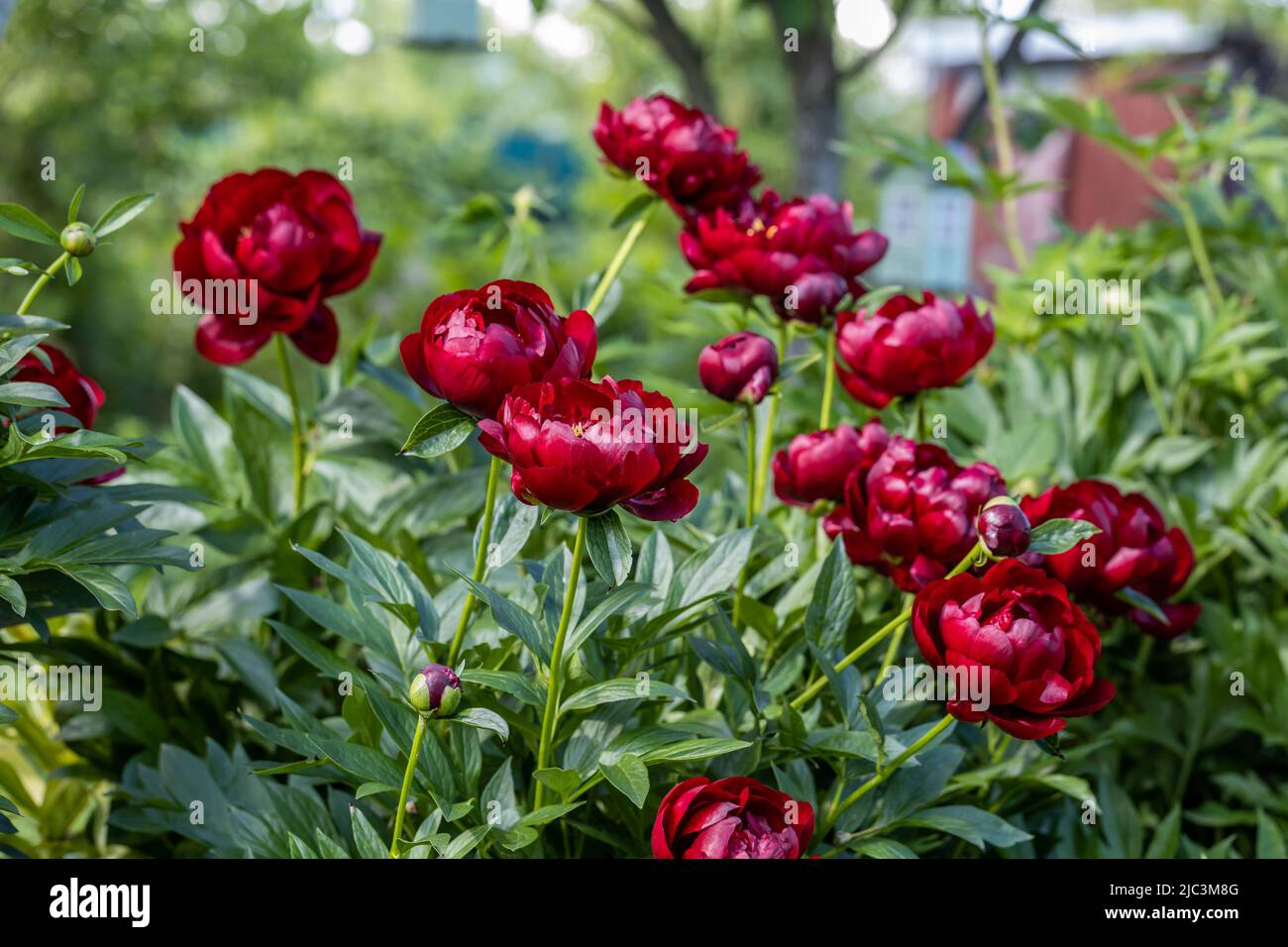 Paeonia Buckeye Belle blüht im Garten. Paeonia lactiflora Chinesische Pfingstrose oder gemeinsame GartenPfingstrose Stockfoto