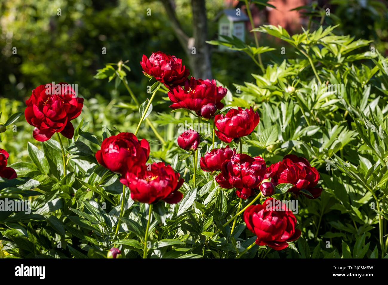 Paeonia Buckeye Belle blüht im Garten. Paeonia lactiflora Chinesische Pfingstrose oder gemeinsame GartenPfingstrose Stockfoto