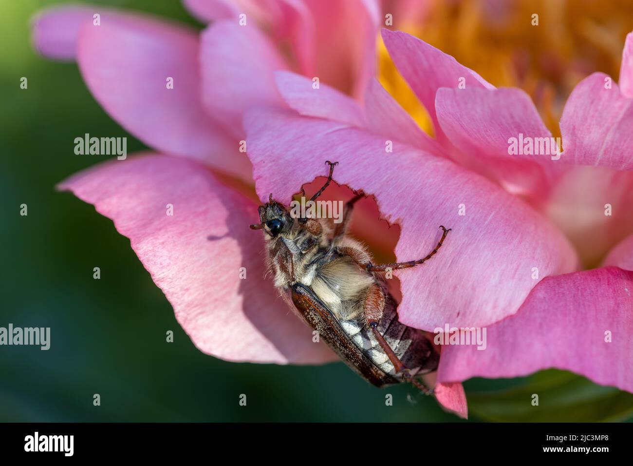 Hahnenkäfer Melolontha May Beetle Bug Insect Macro Portrait. Maybug knabbert auf einer Pfingstrose Stockfoto