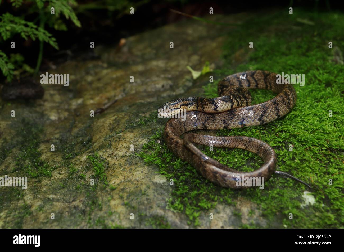 Die Assam-Schneckennatter auf einem moosigen Felsblock mit Blick auf die Umgebung. Stockfoto