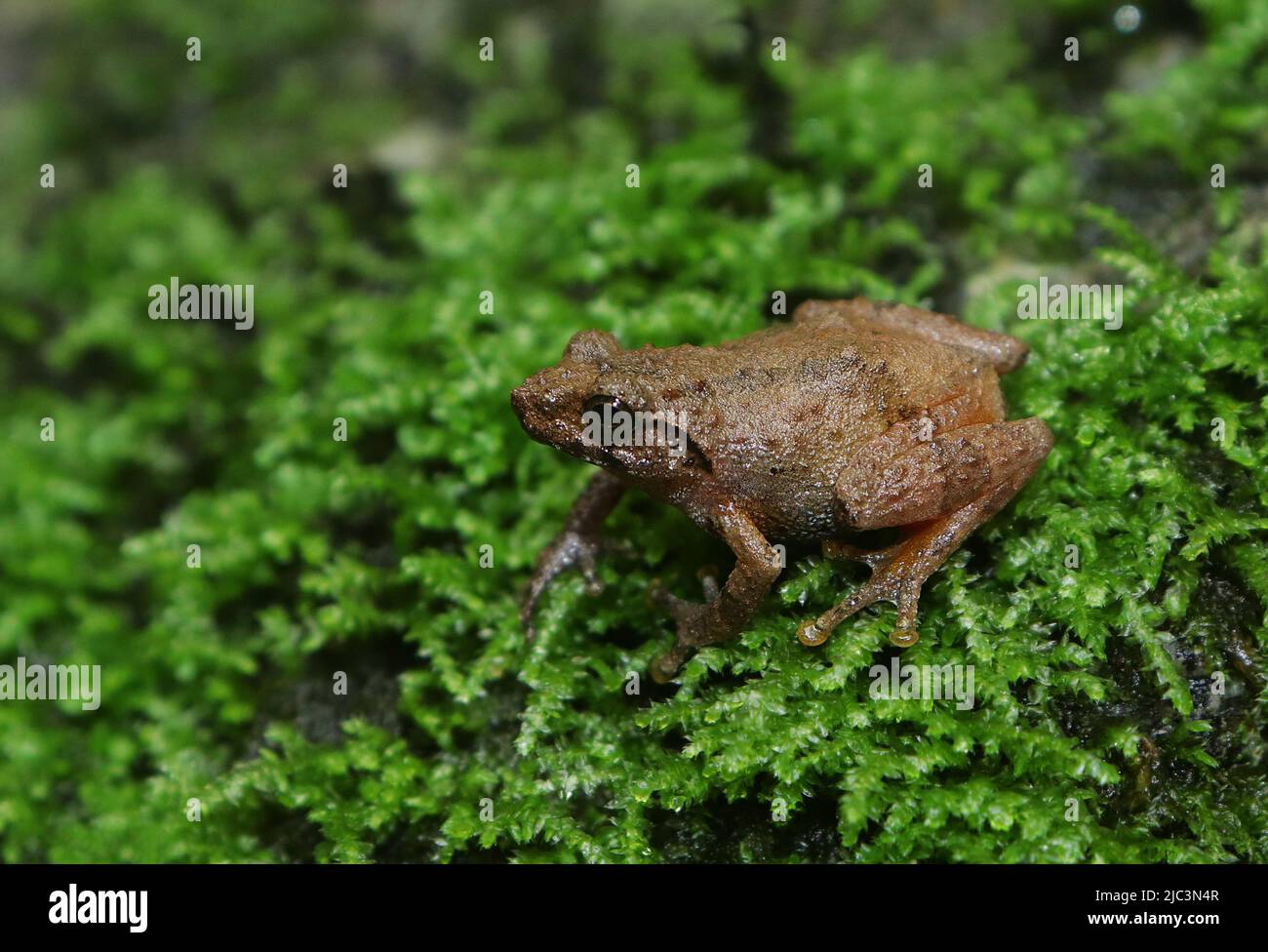 Darjeeling-Buschfrosch (Raorchestes annandalii) auf Moos. Stockfoto