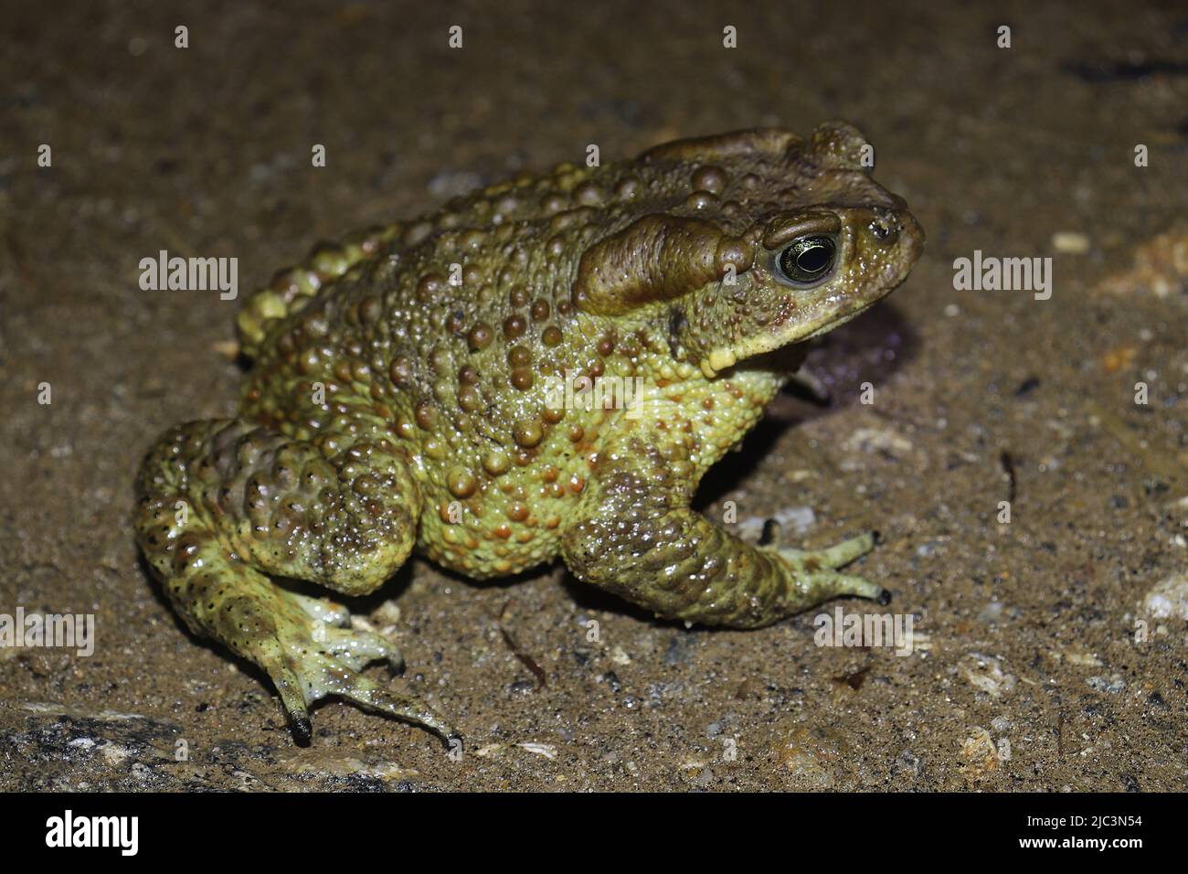 Eine Himalaya-Kröte (Duttaphrynus himalayanus) aus der Nähe. Stockfoto