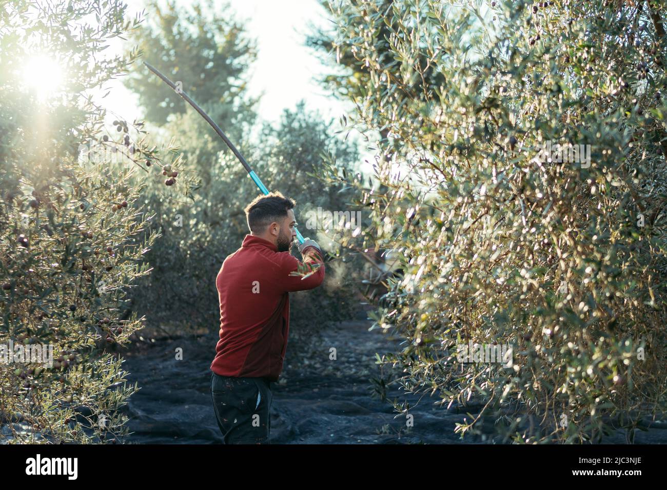 Mann, der mit einem Holzstab auf die Zweige eines Olivenbaums trifft Stockfoto