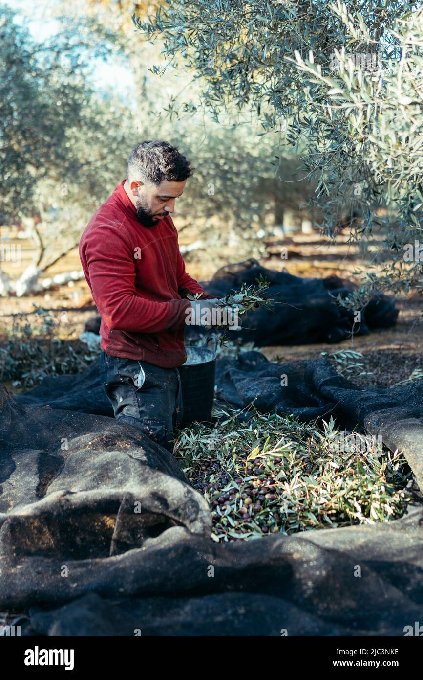 Arbeiter, der Aufgaben in einem Olivenhain auf den Knien ausführt Stockfoto