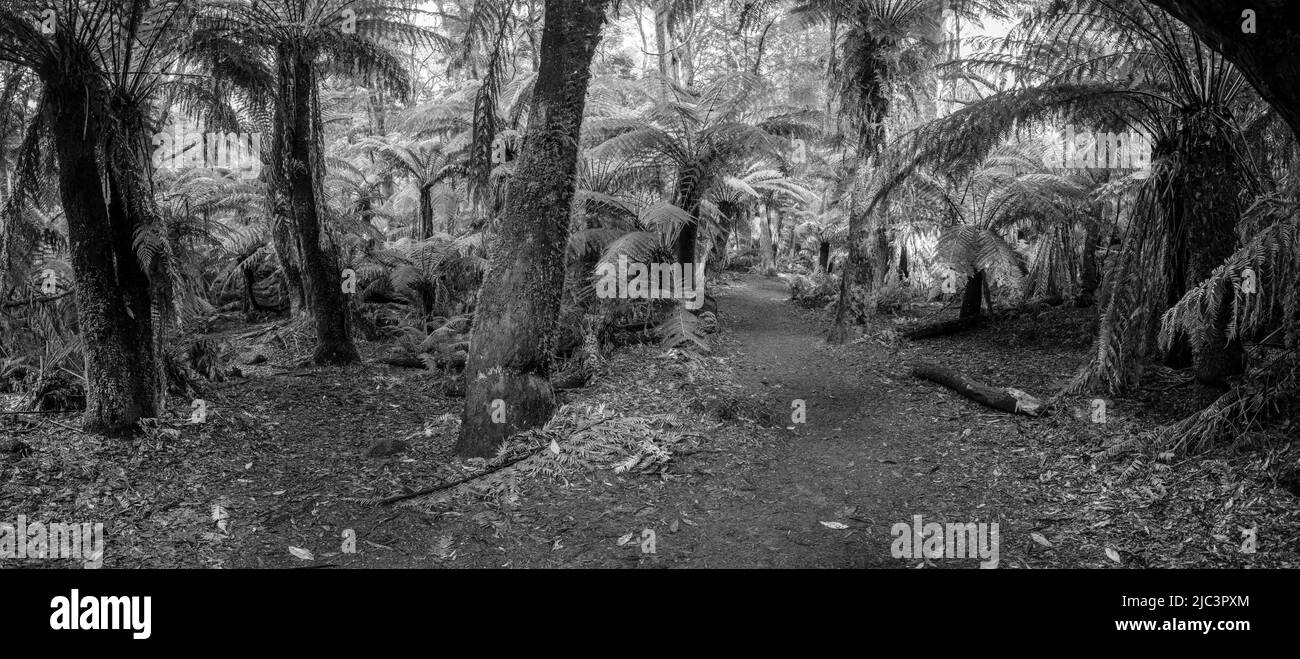 Regenwald an den St. Columba Falls Stockfoto