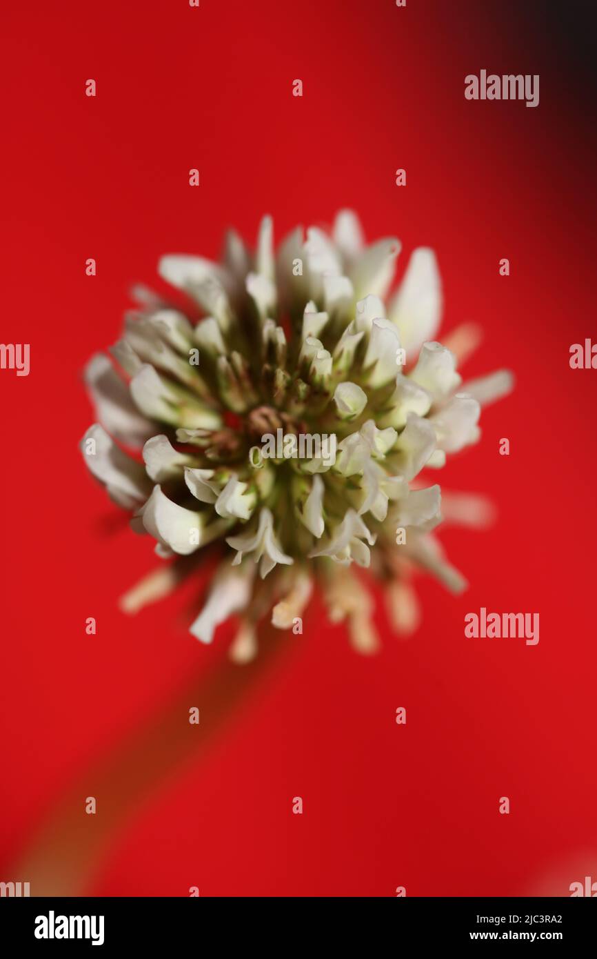Weiße wilde Blüte Nahaufnahme botanischen Hintergrund Trifolium alexandrinum Familie leguminosae hohe Qualität große Größe Drucke Stockfoto
