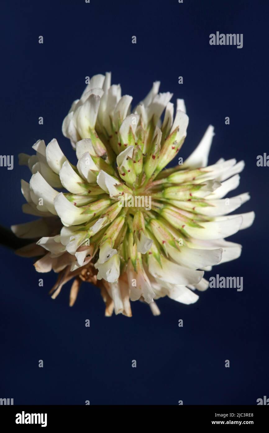 Weiße wilde Blüte Nahaufnahme botanischen Hintergrund Trifolium alexandrinum Familie leguminosae hohe Qualität große Größe Drucke Stockfoto