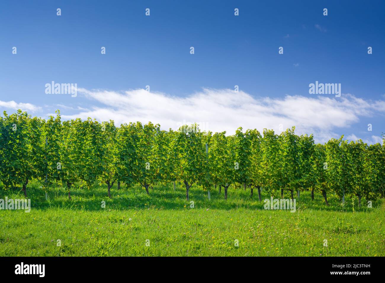 Blick auf einen grünen Weinberg vor blauem Himmel Stockfoto