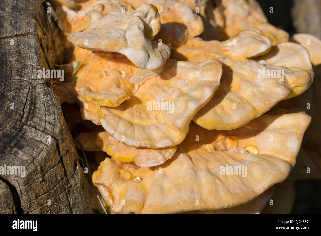 Laetiporus sulfureus, Schwefel Shelf orange Bracket Pilz auf Baum closeup selektiver Fokus Stockfoto