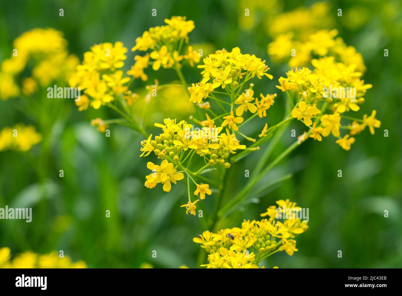 Isatis tinctoria, Färberwaid gelbe Blüten in Wiese Nahaufnahme selektiver Fokus Stockfoto