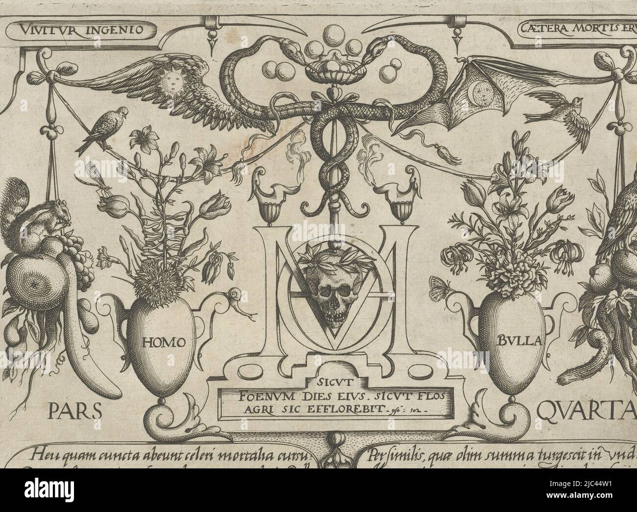 Vierter Titeldruck innerhalb der Serie von insgesamt 48 Drucken und vier Titelbildern mit Darstellungen von Tieren (hauptsächlich Insekten), Pflanzen (hauptsächlich Blumen) und Früchten nach Joris Hoefnagel. In der Mitte ein Schädel mit einem Lorbeerkranz in einem Monogramm der Buchstaben: Homo. Auf beiden Seiten davon zwei Vasen mit je einem Blumenstrauß und den Worten: Homo Bulla, der sich auf den Vergleich des Menschen mit einer Blase bezieht, der die Kürze des menschlichen Lebens symbolisiert. Über ihnen zwei blasenwehende Schlangen mit einem Teufelsflügel mit einem Mond auf der rechten Seite und einem Engelsflügel mit einer Sonne auf der linken Seite. In der Darstellung auch ein Eichhörnchen und Stockfoto