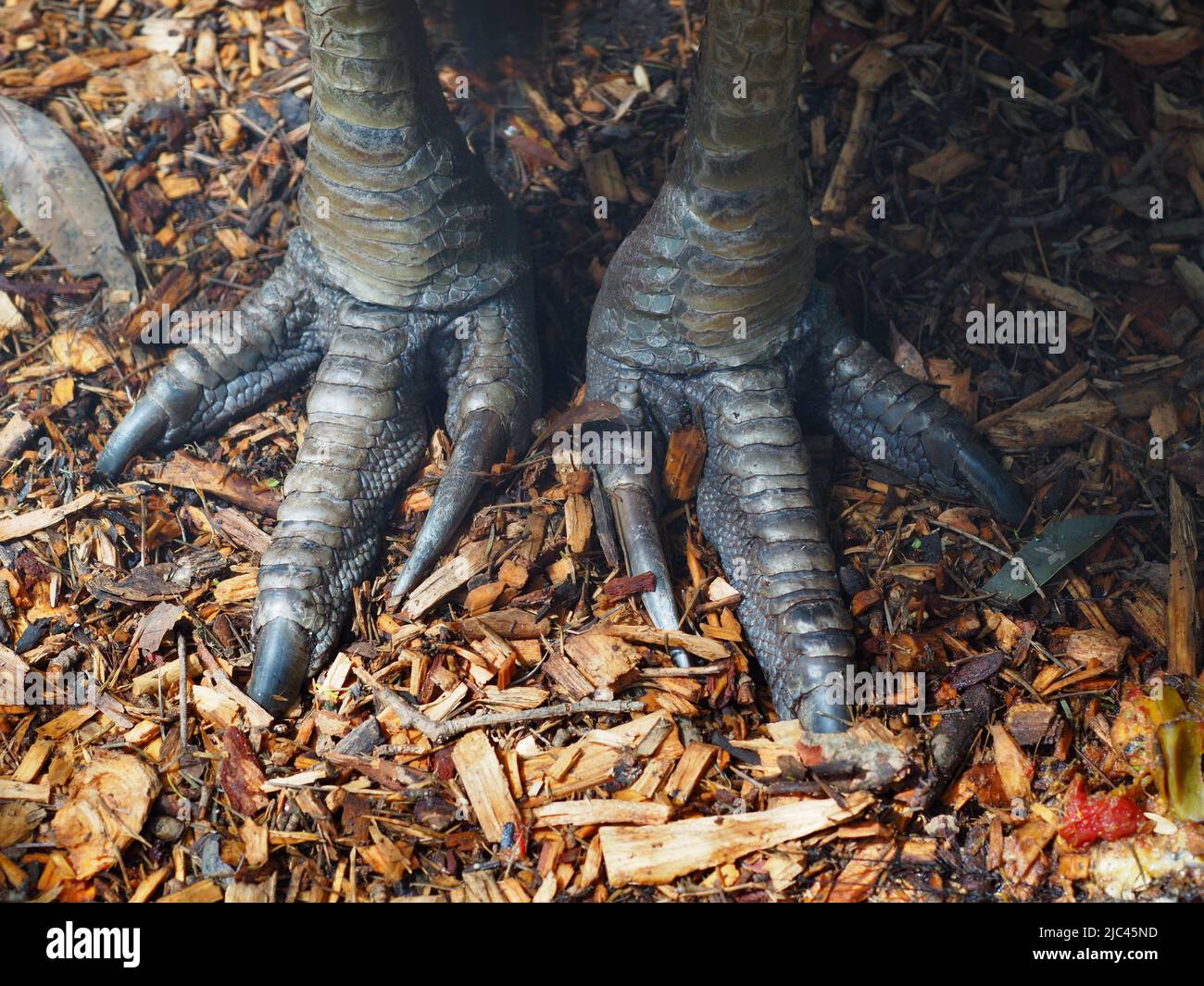 Nahaufnahme der robusten Füße eines Southern Cassowary mit scharfen, robusten Krallen. Stockfoto