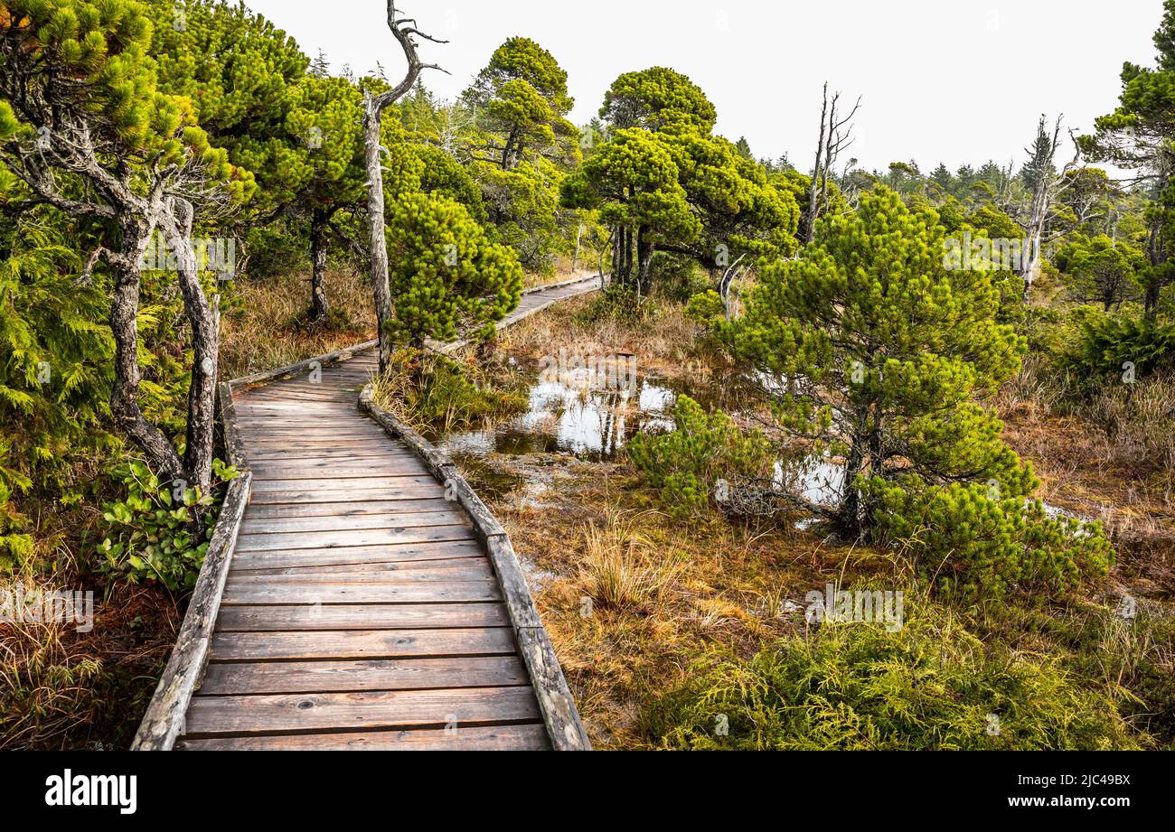 Die Promenade durch das Shorepine Moor im Pacific Rim National Park, Kanada. Stockfoto