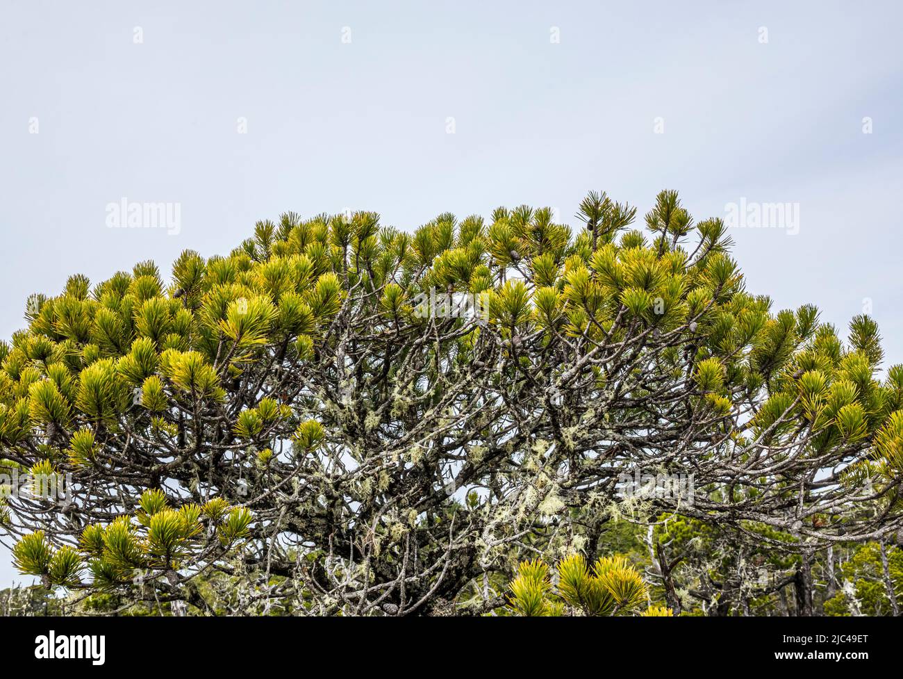 Der Gipfel eines Shorepine im Shorepine Moor, Pacific Rim National Park, British Columbia. Stockfoto