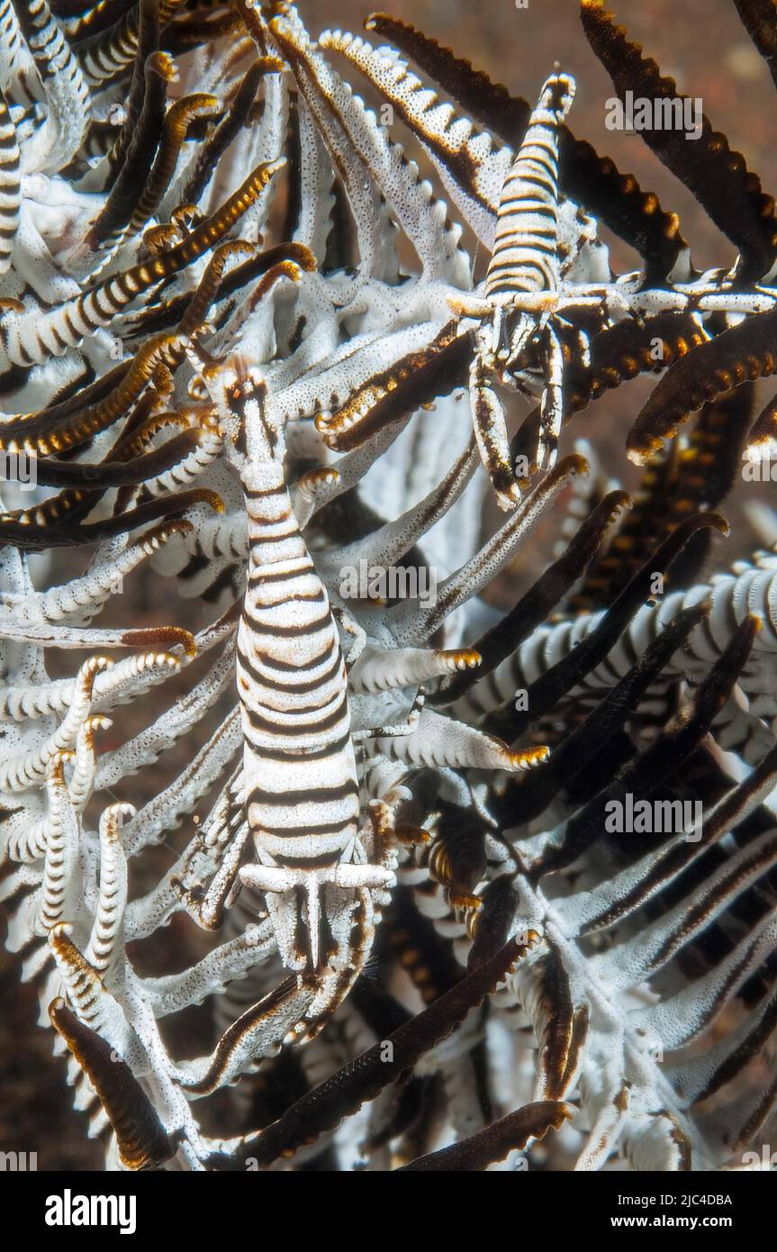 Ein Paar Federstern (Crinoidea)-Garnelen (Periclimenes cornutus), die auf einem Arm aus Federstern laufen, Pazifischer Ozean, Bali, Indonesien Stockfoto