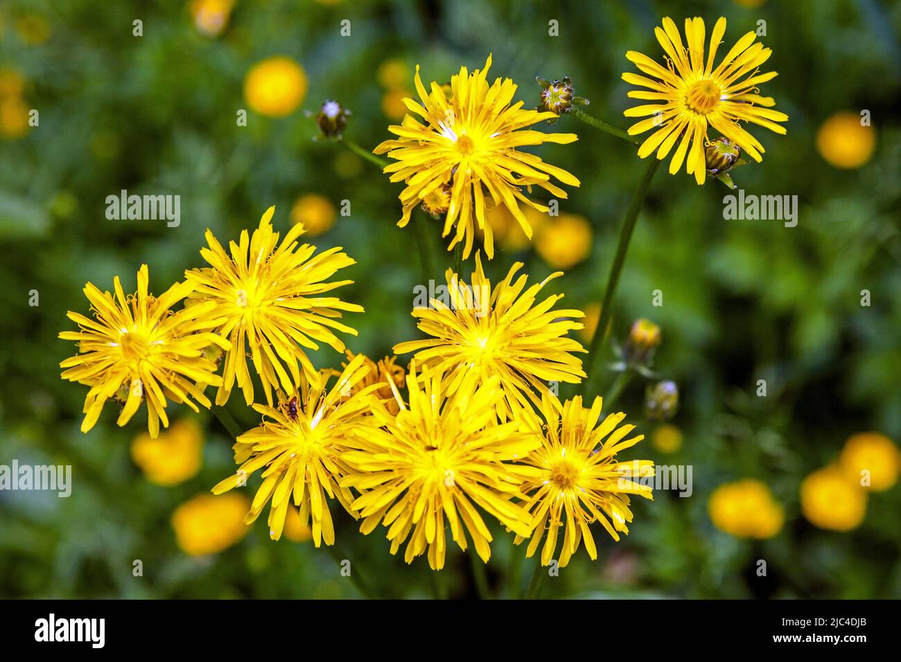 Rohhawksbart (Crepis biennis), Oberstdorf, Oberallgaeu, Allgaeu, Bayern, Deutschland Stockfoto
