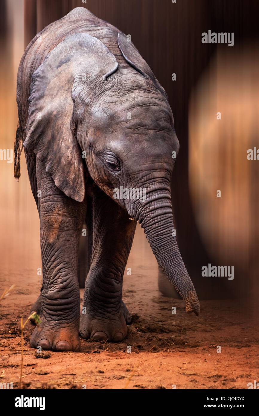 Afrikanischer Elefant (Loxodonta africana), Baby oder Kalb, Säugetier, Nahaufnahme im Tsavo West National Park, Kenia, Ostafrika Stockfoto