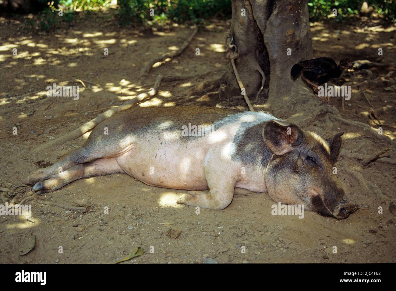 Hausschwein (Sus scrofa), Pinar del Rio, Kuba, Karibik Stockfoto