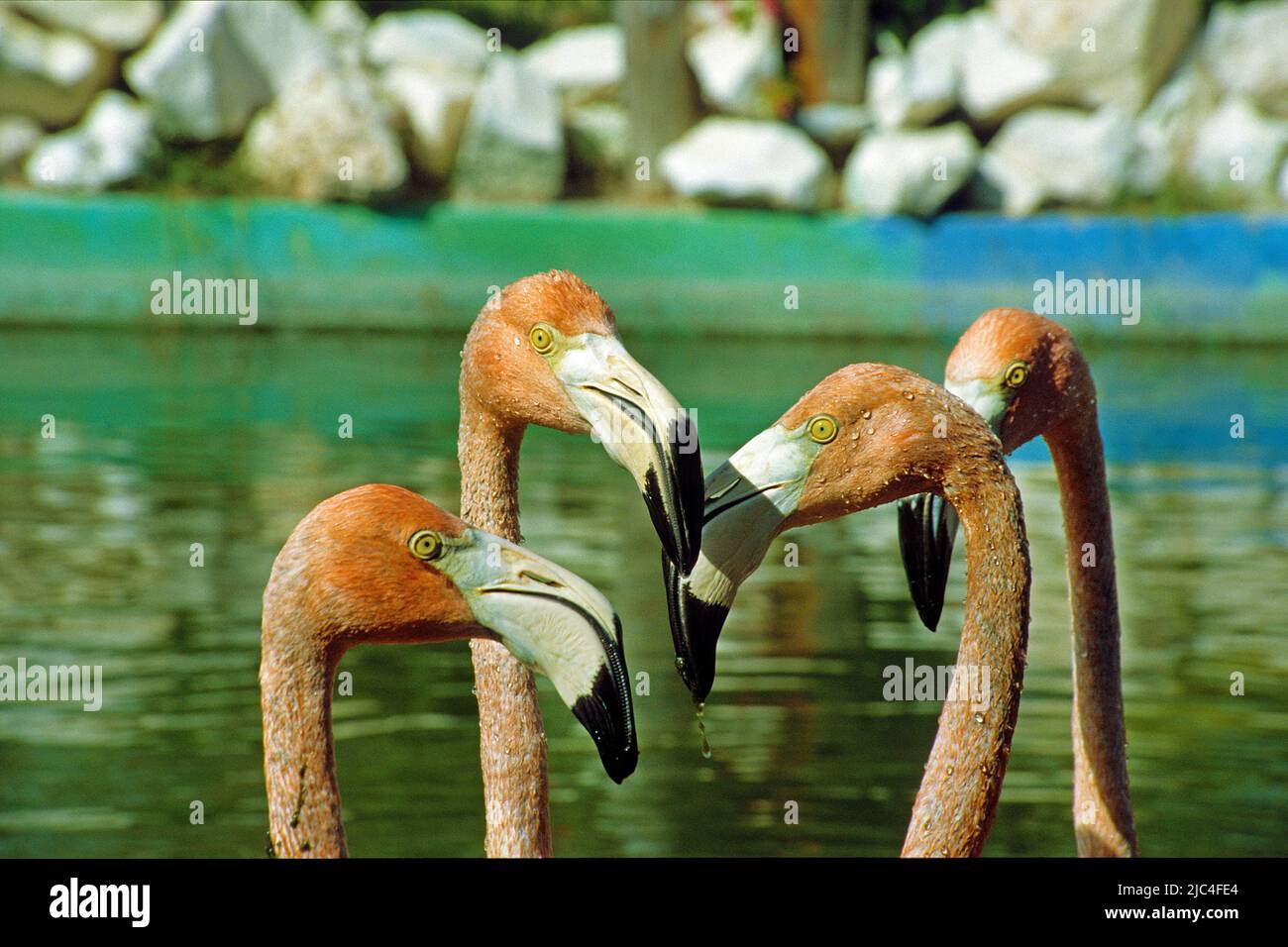 Karibischer Flamingo oder amerikanischer Flamingo (Phoenicopterus ruber), Portrait, St. Lucia, Kuba, Karibik Stockfoto