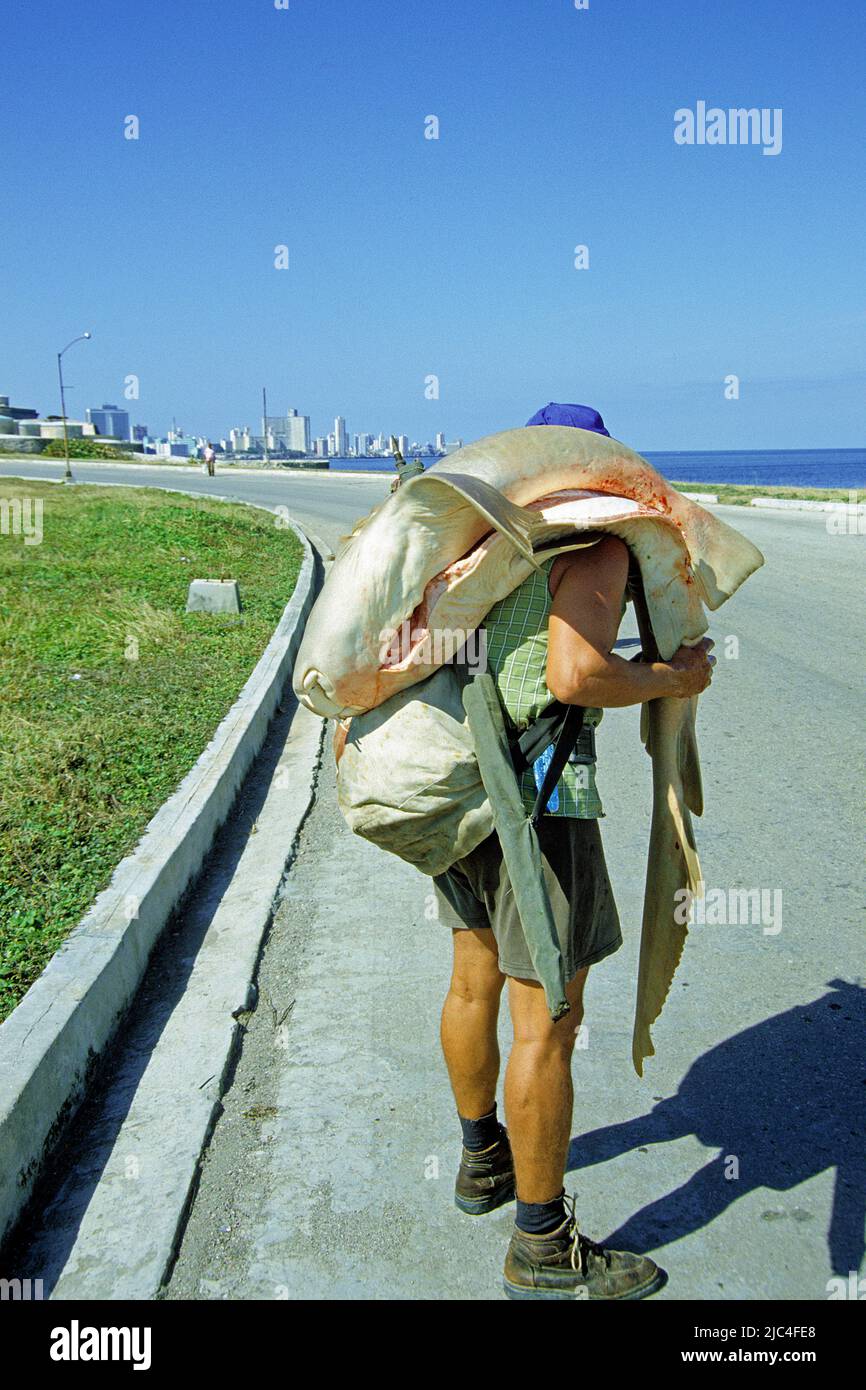 Kubanischer Fischer, der einen eingekerkten Schwesternhai (Ginglymostoma cirratum) trägt, Malecon, Havanna, Kuba, Karibik Stockfoto