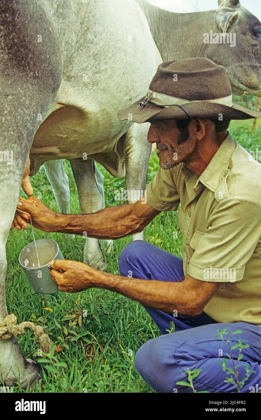 Milchbauer melkt seine Kuh, Pinar del Rio, Kuba, Karibik Stockfoto