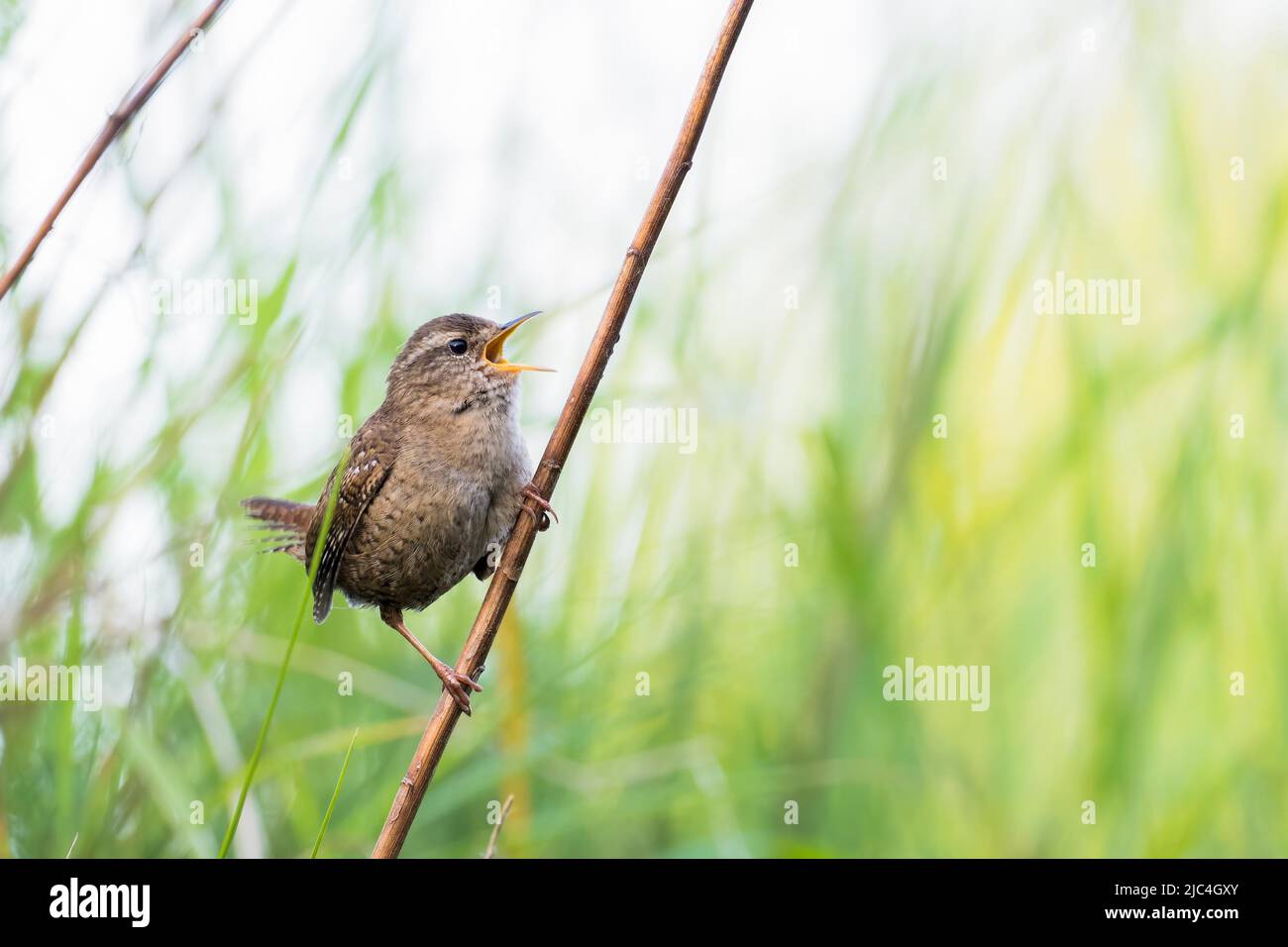 Wren (Troglodytes troglodytes) am Ast, zwitschern, singen, Hessen, Deutschland Stockfoto