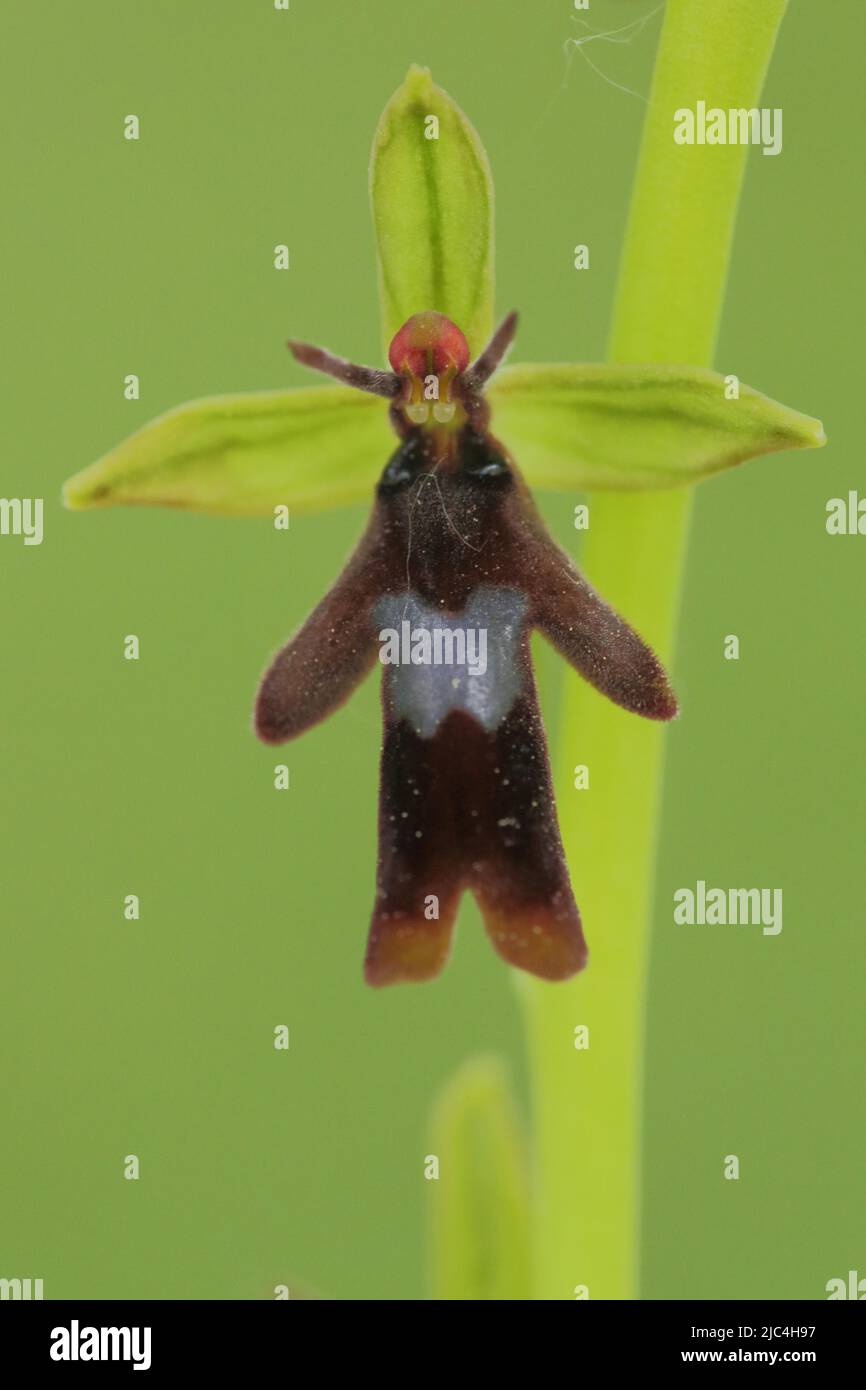 Detail und Figur der Fliegenorchidee (Ophrys insectifera) in Thuengersheim, Bayern, Deutschland Stockfoto