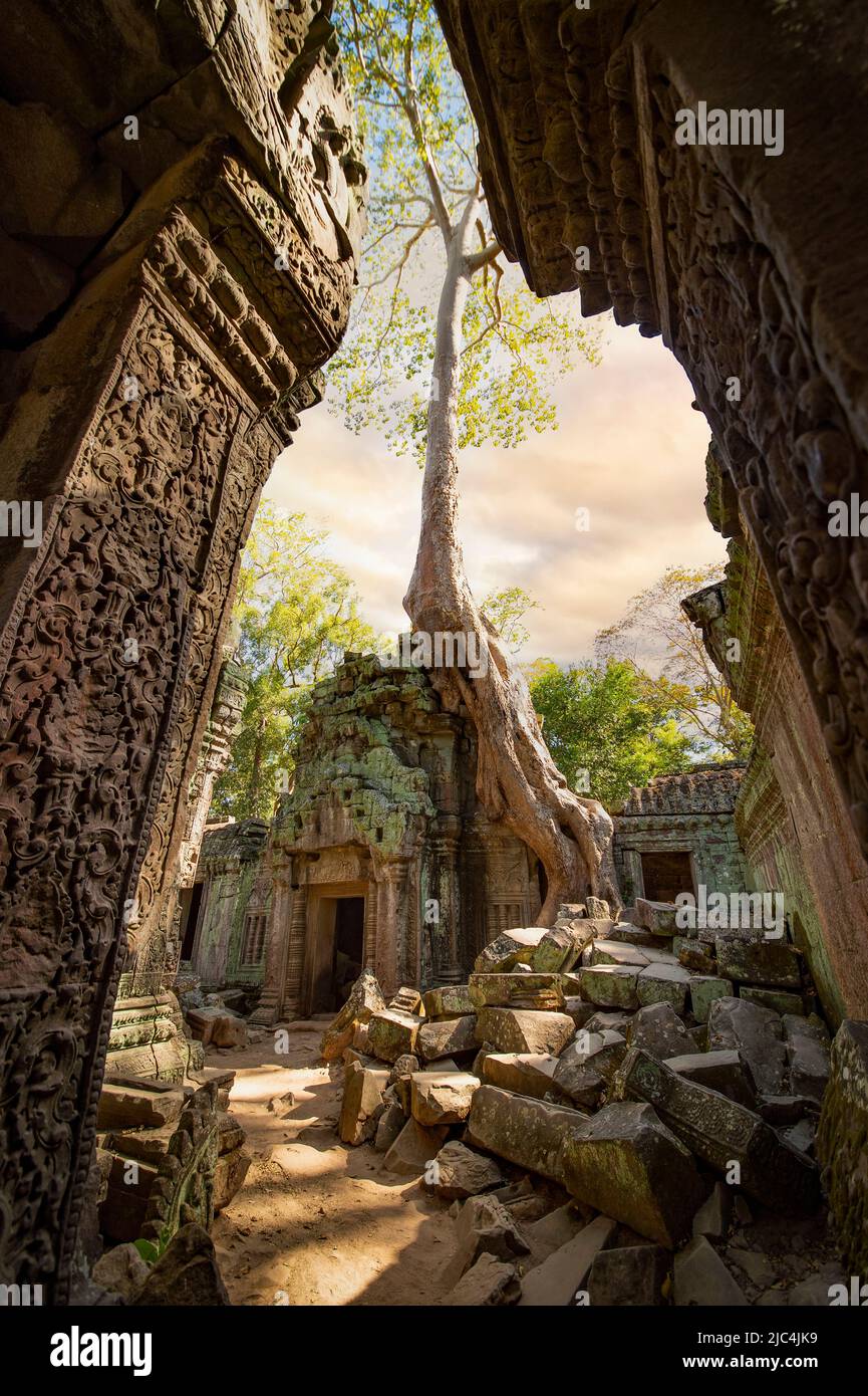 (Selektiver Fokus) atemberaubende Aussicht auf den Ta Prohm Tempel mit Bäumen, die aus den Ruinen wachsen. Stockfoto