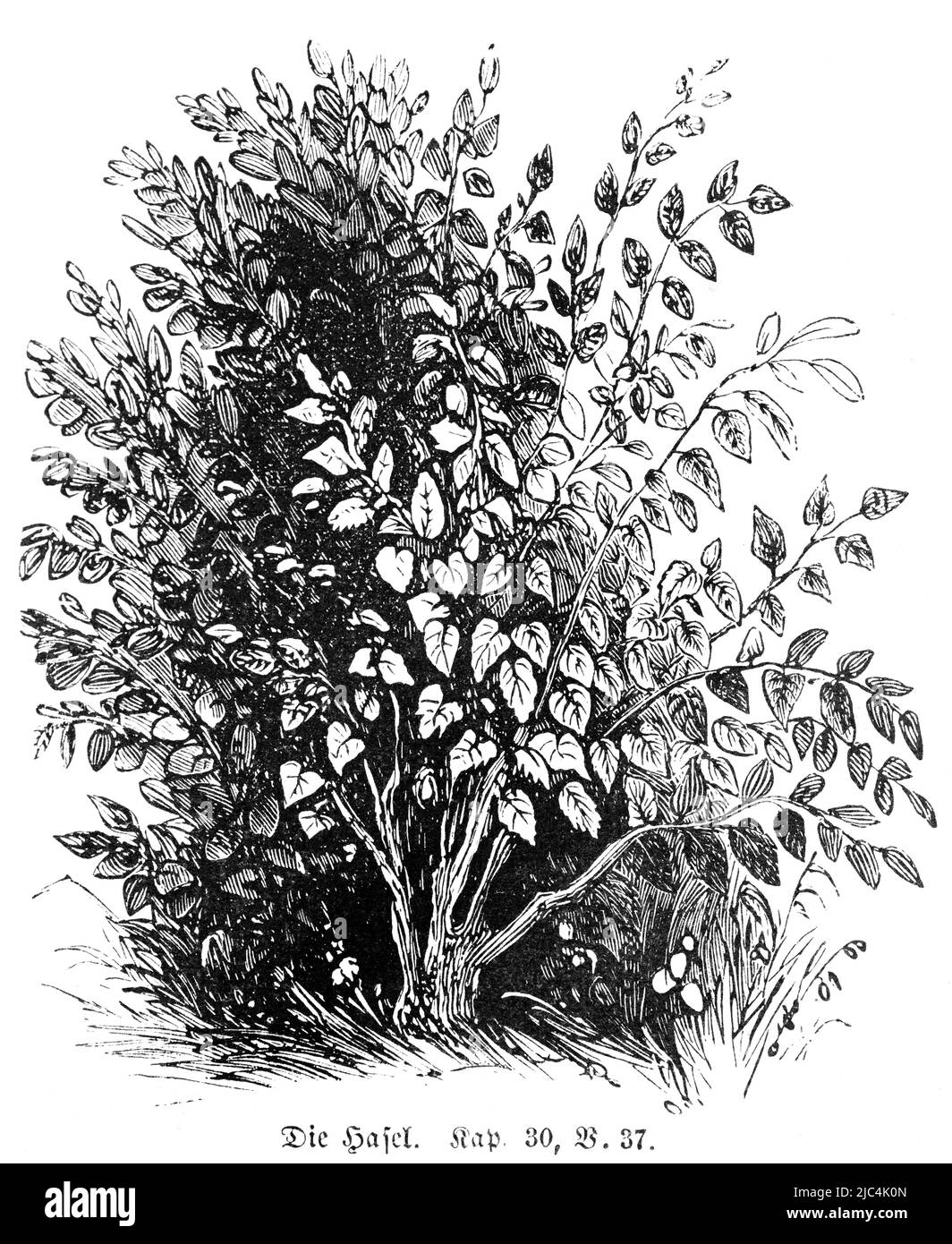 Hasel, Blätter, Busch, Pappel, Kastanie, Die Grünewald Bibel, Genesis, Kapitel 30, Vers 37, Historische Abbildung 1850 Stockfoto