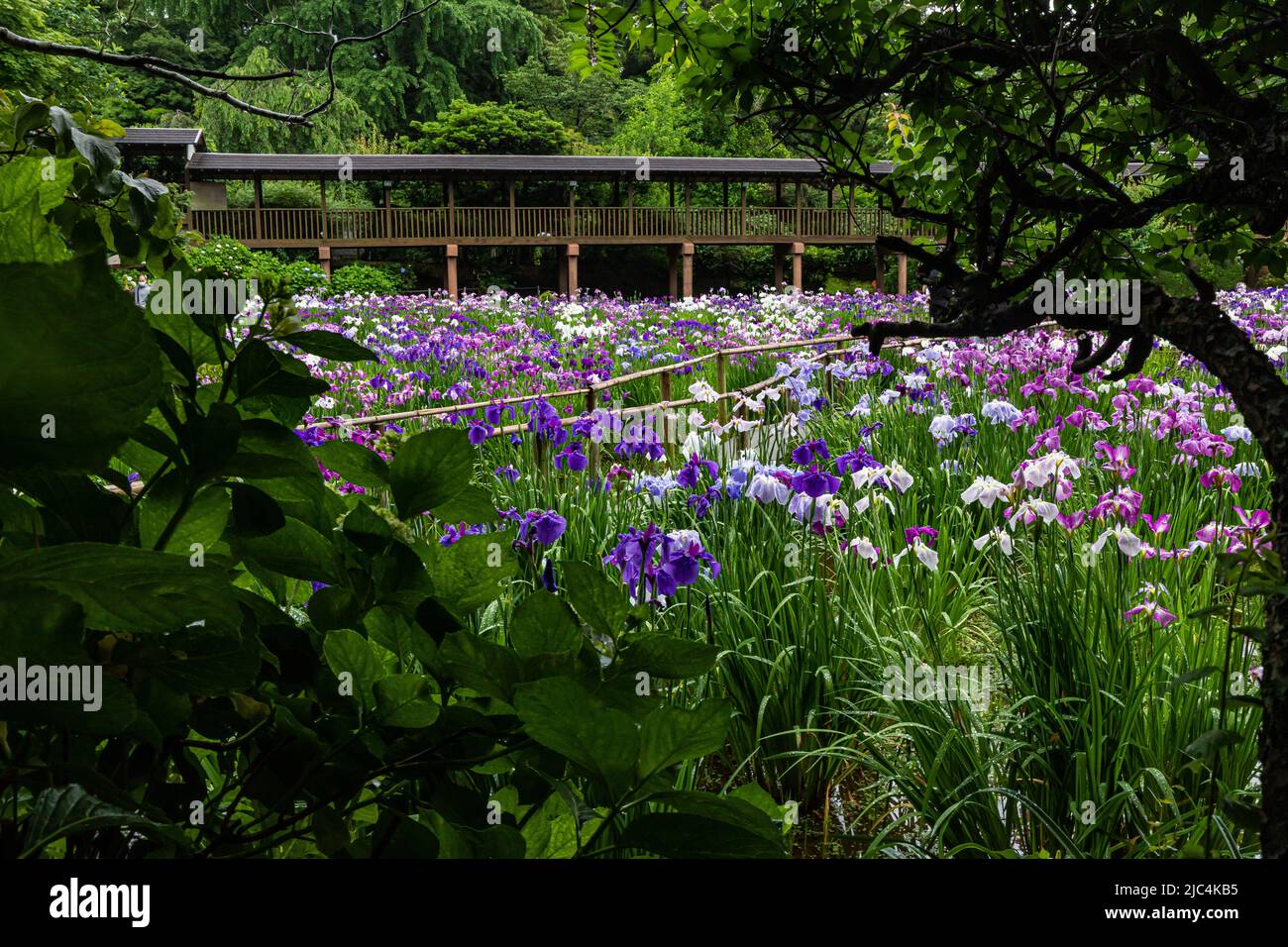 Hondo-ji Temple Iris Garden -Hondoji ist ein Tempel, der in der Kamakura-Periode gebaut wurde, und der Name des Tempels soll von Nichiren Shoni gegeben worden sein Stockfoto