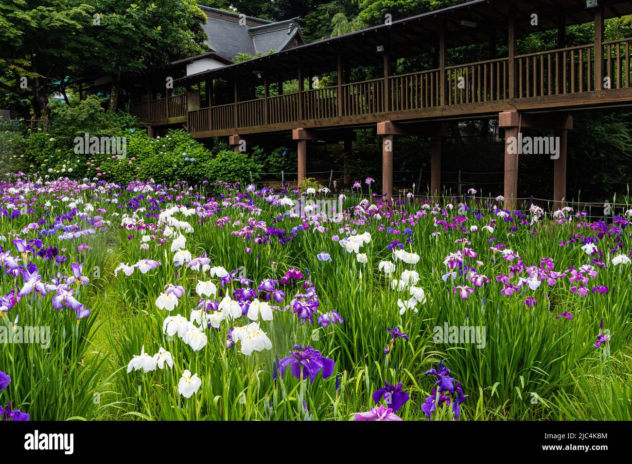 Hondo-ji Temple Iris Garden -Hondoji ist ein Tempel, der in der Kamakura-Periode gebaut wurde, und der Name des Tempels soll von Nichiren Shoni gegeben worden sein Stockfoto