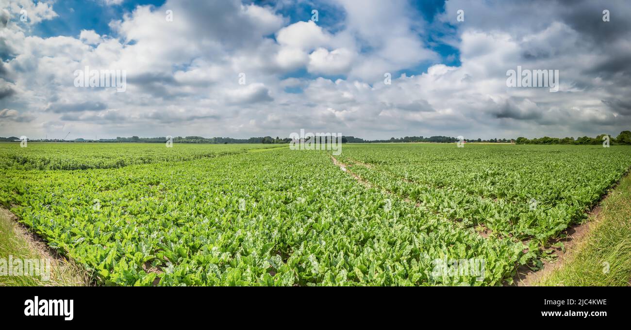 Zuckerrüben-Feld Stockfoto