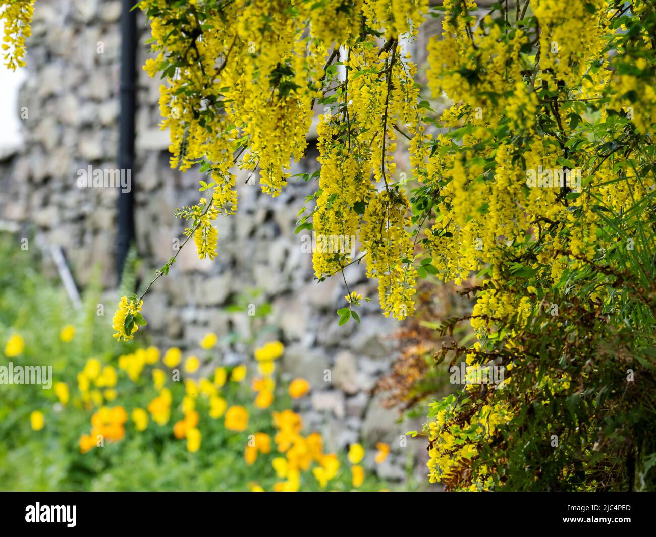 A Laburnum, Laburnum anagyroides in Ambleside, Lake District, Großbritannien. Stockfoto