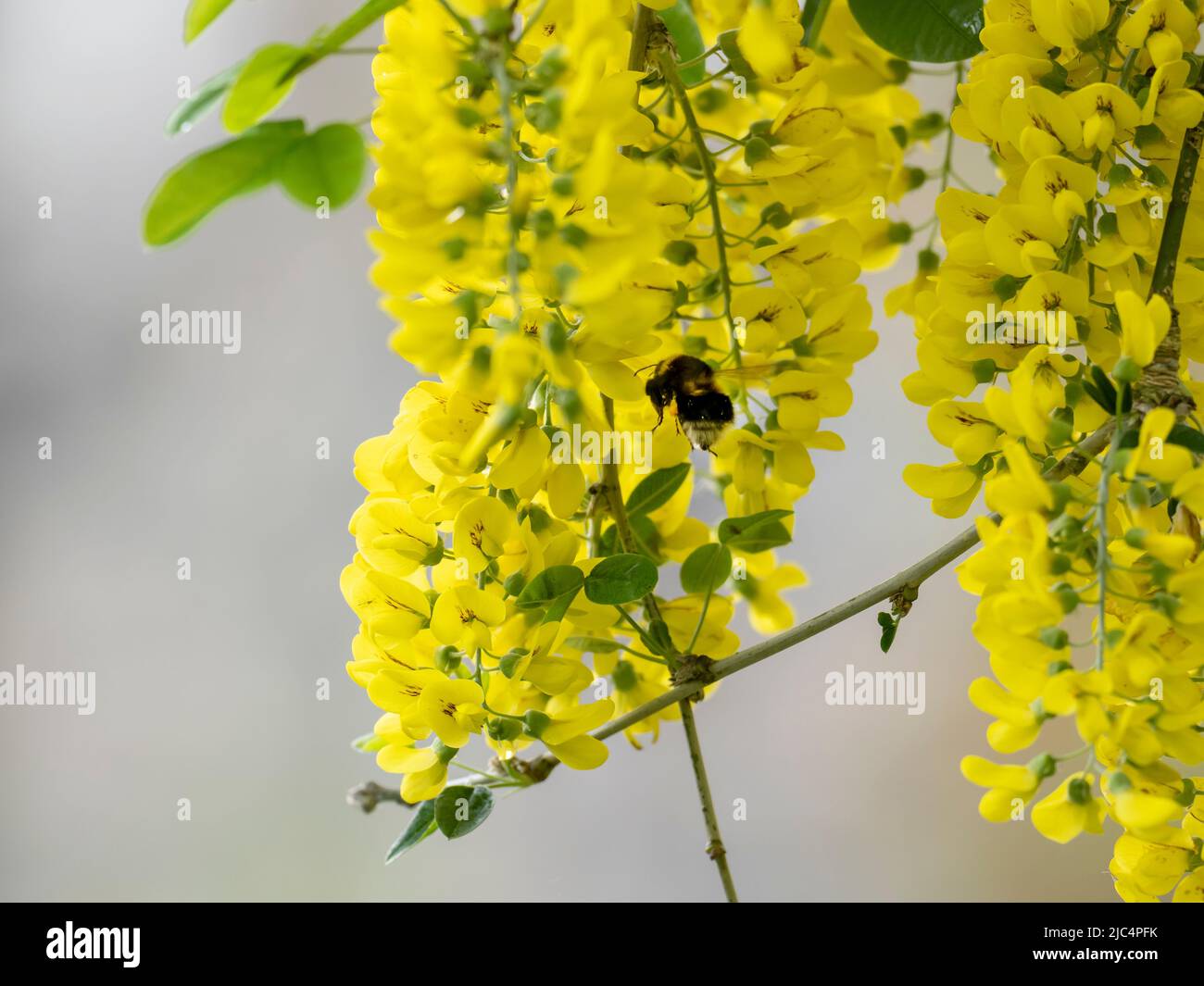 Ein Laburnum, Laburnum anagyroides in Ambleside, Lake District, Großbritannien mit einer Bumblebee, die Pollen sammelt. Stockfoto