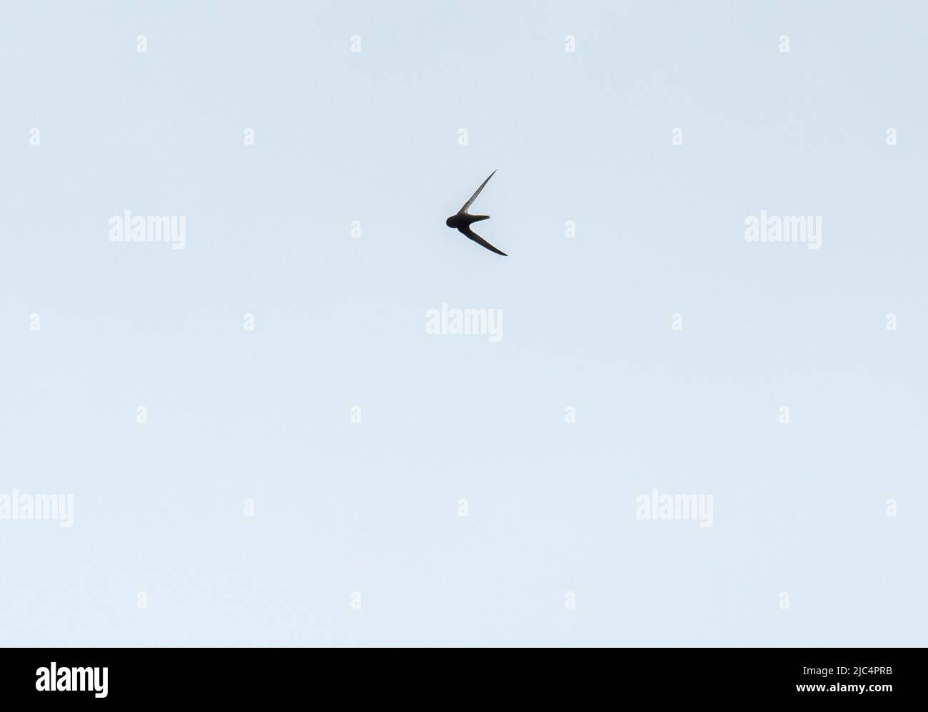 Common Swift, Apus apus bei Hodbarrow, Cumbria, Großbritannien. Stockfoto